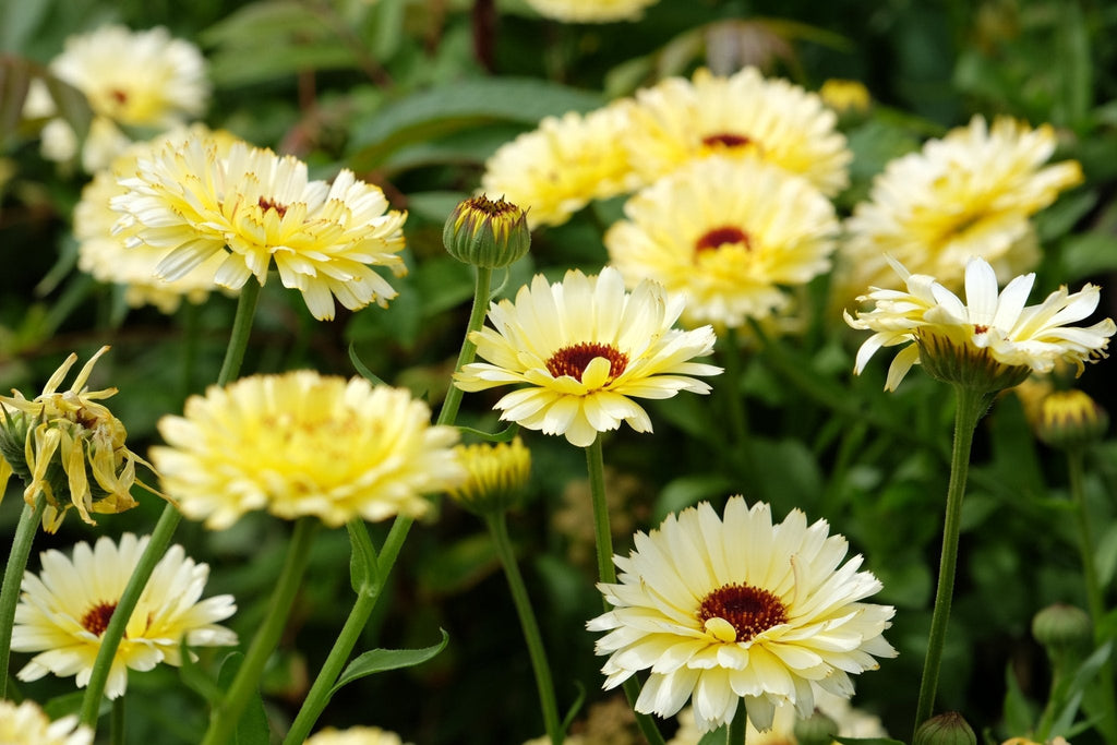 Ivory Princess Calendula – 50 Seeds