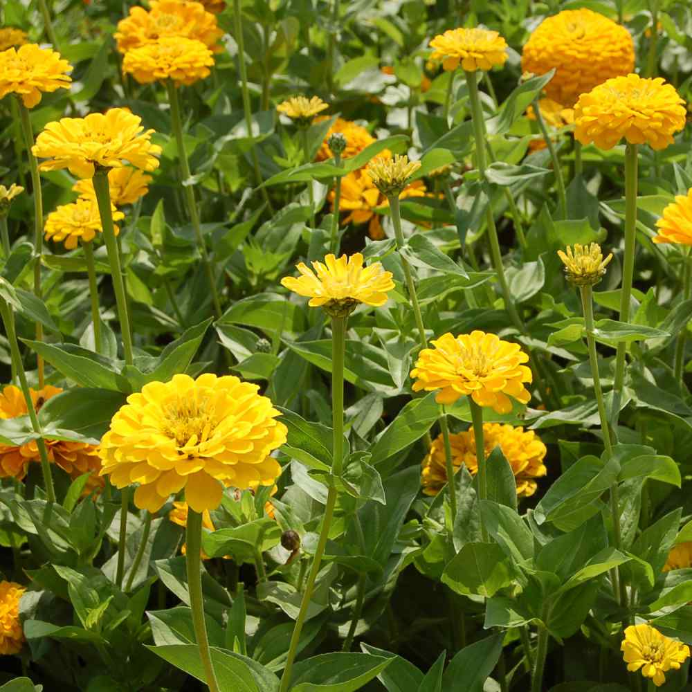 Canary Bird Zinnia – 100 Seeds