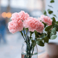 La France Carnation – 50 Seeds