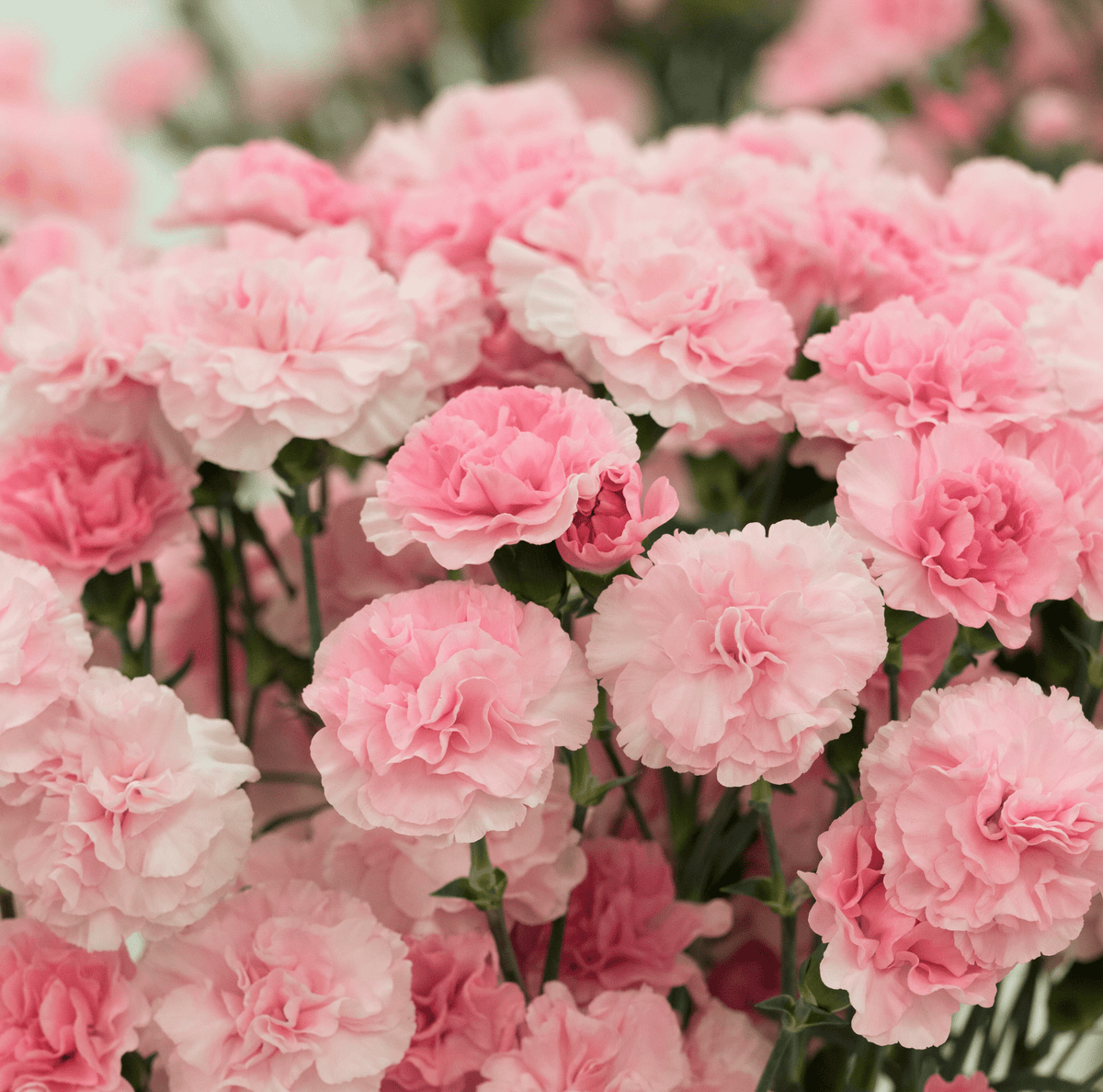La France Carnation – 50 Seeds