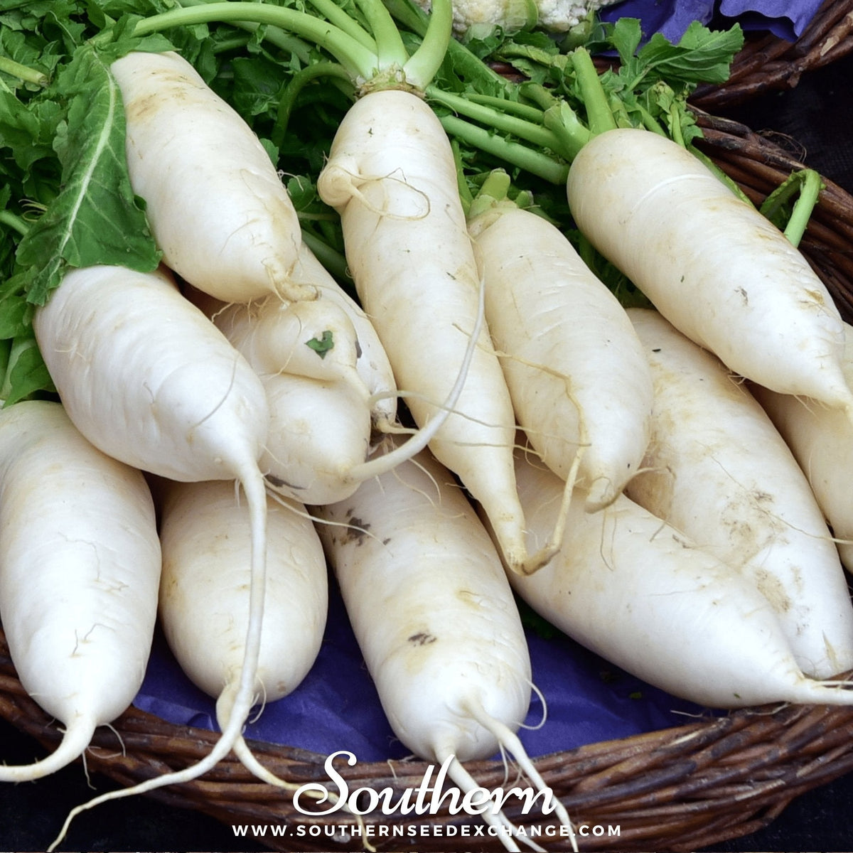Lunar White Carrot – 250 Seeds