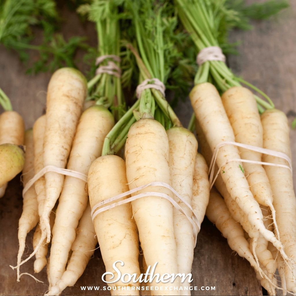 Lunar White Carrot – 250 Seeds