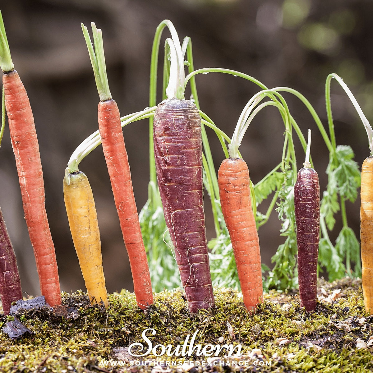 Rainbow Carrot – 100 Seeds