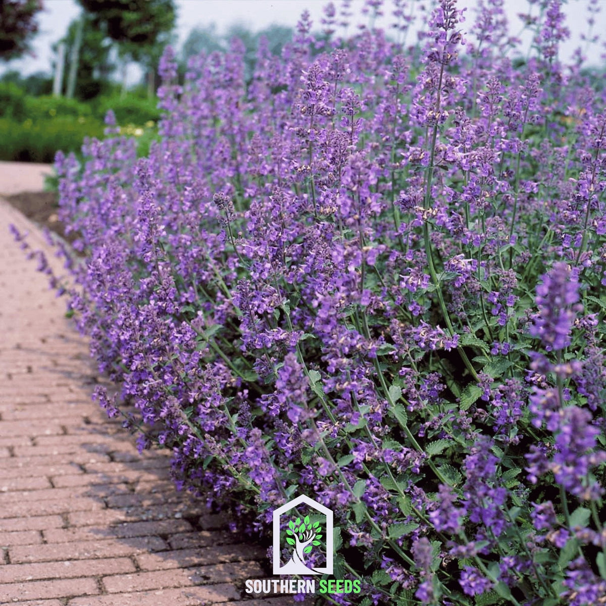Catmint – 100 Seeds