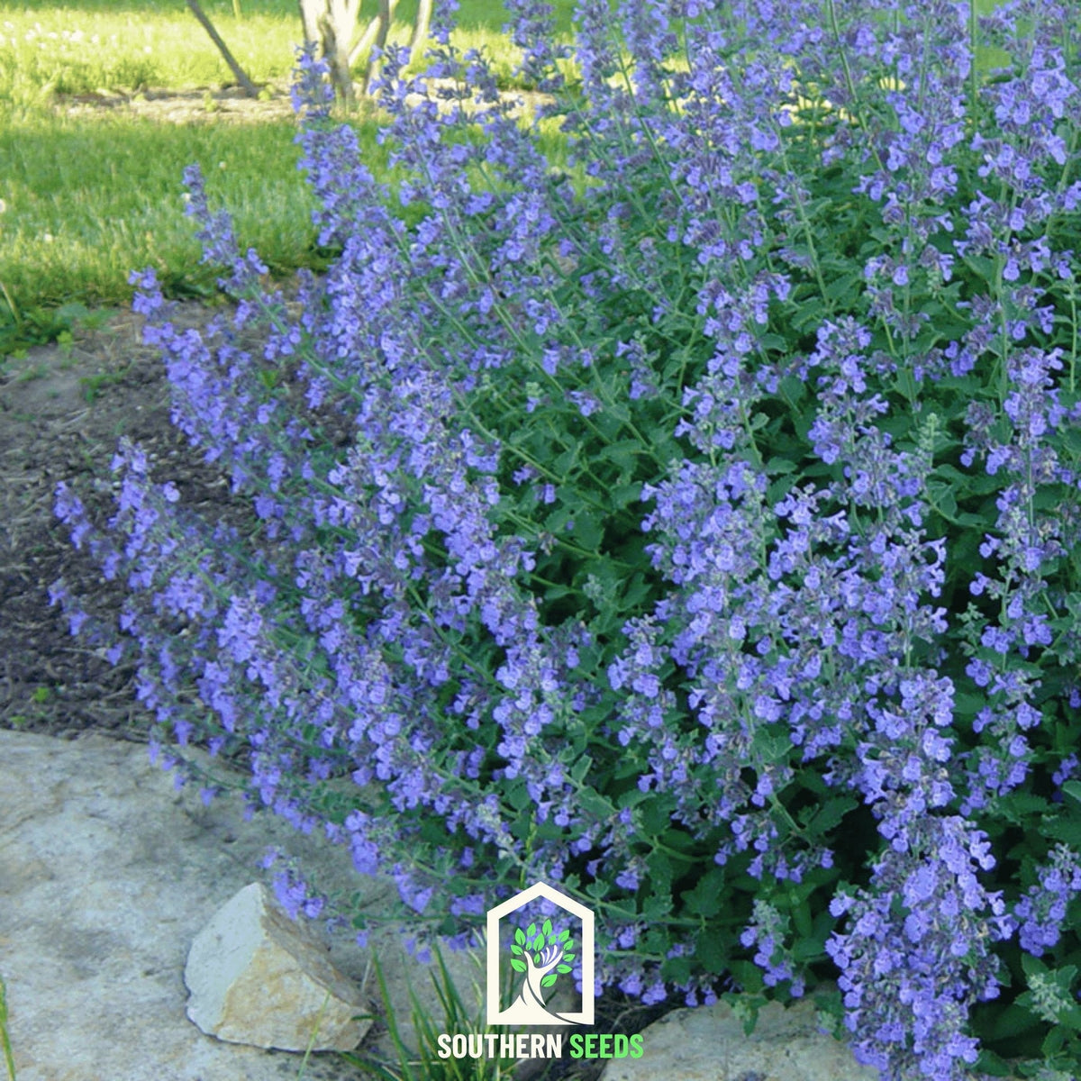 Catmint – 100 Seeds