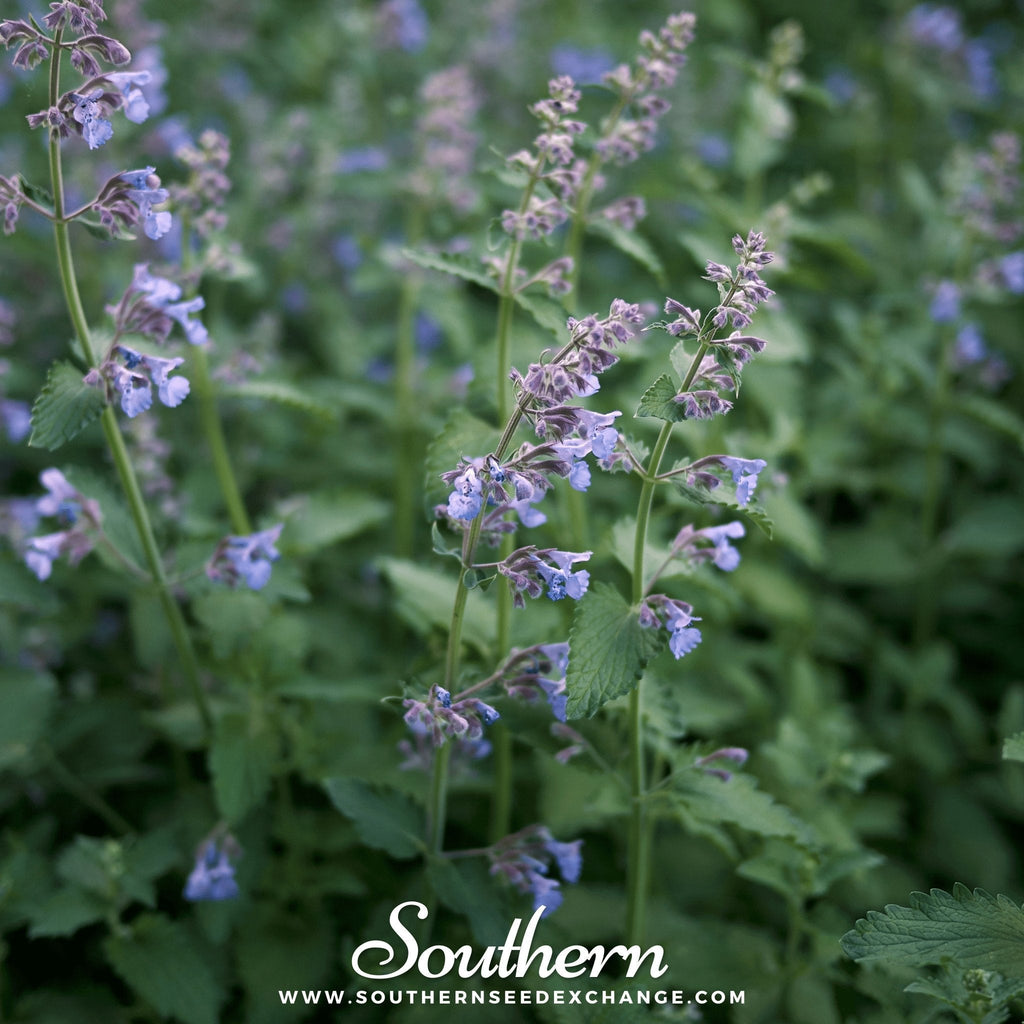 Catnip – 250 Seeds