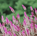 Flamingo Feather Celosia – 40 Seeds