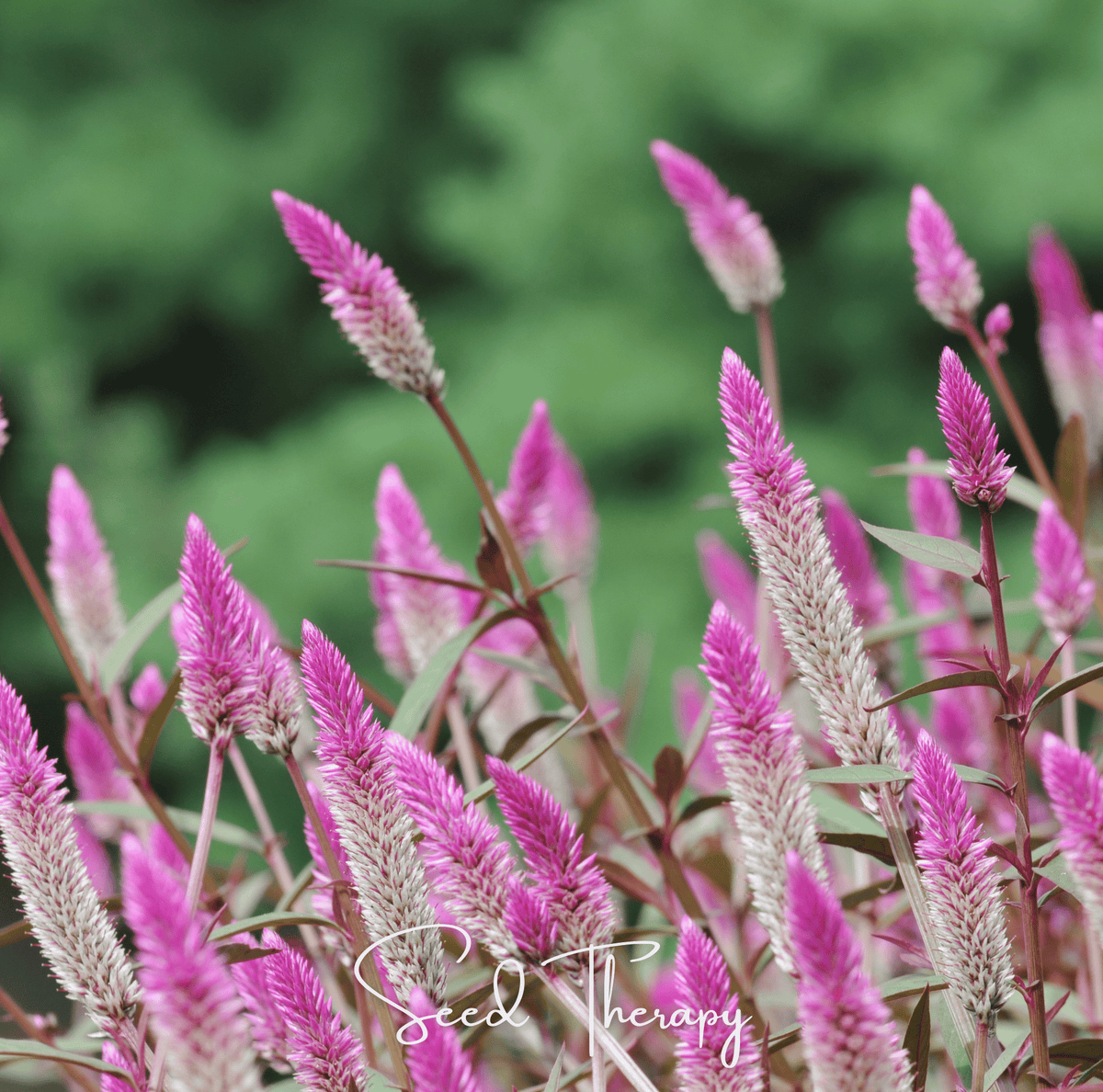 Flamingo Feather Celosia – 40 Seeds