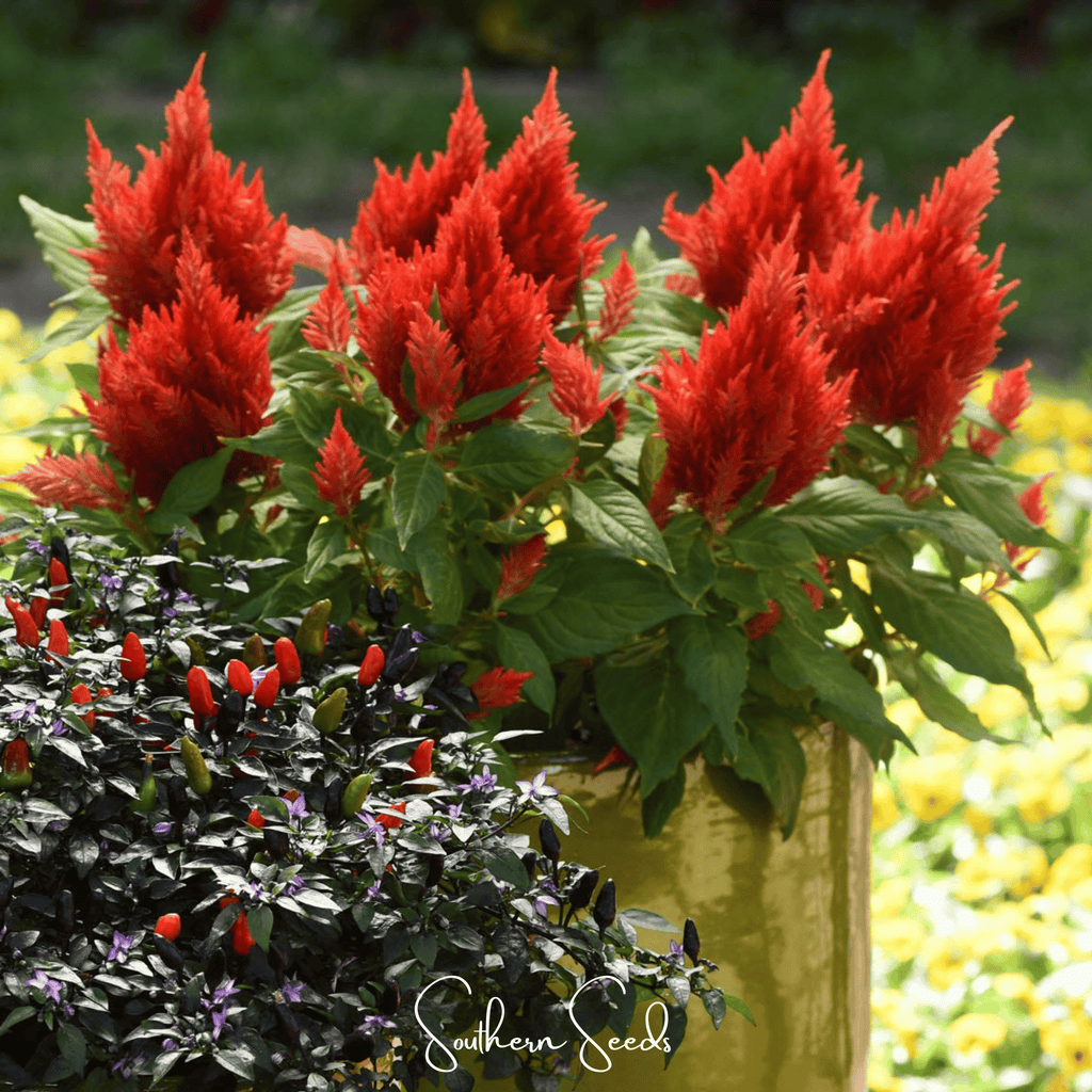 Scarlet Plume Celosia – 100 Seeds