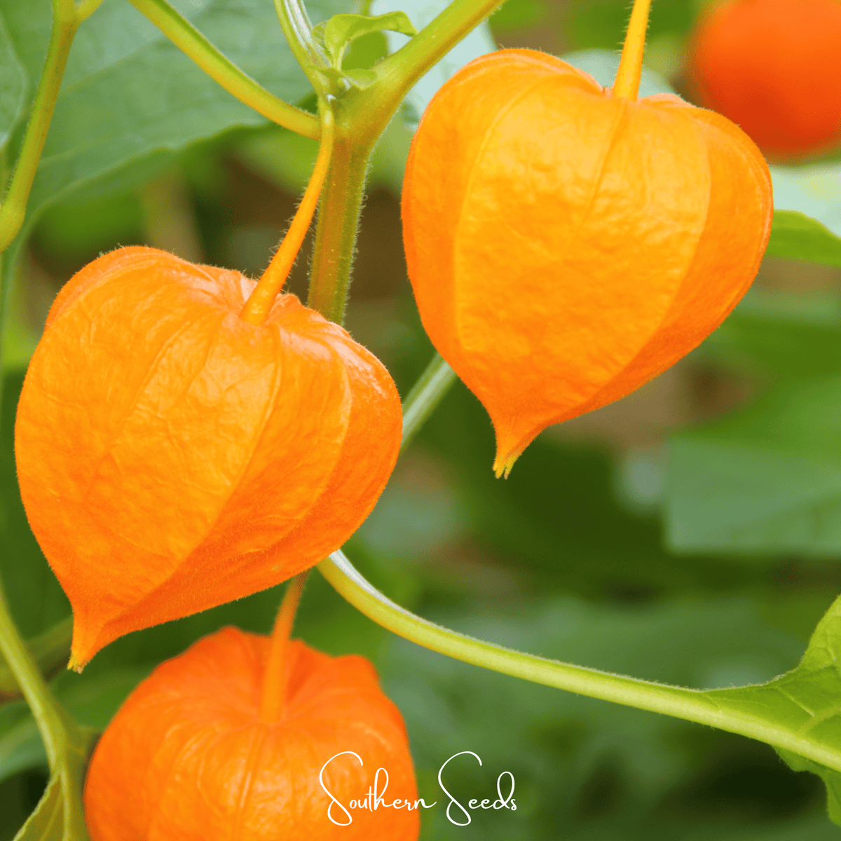 Chinese Lantern – 50 Seeds
