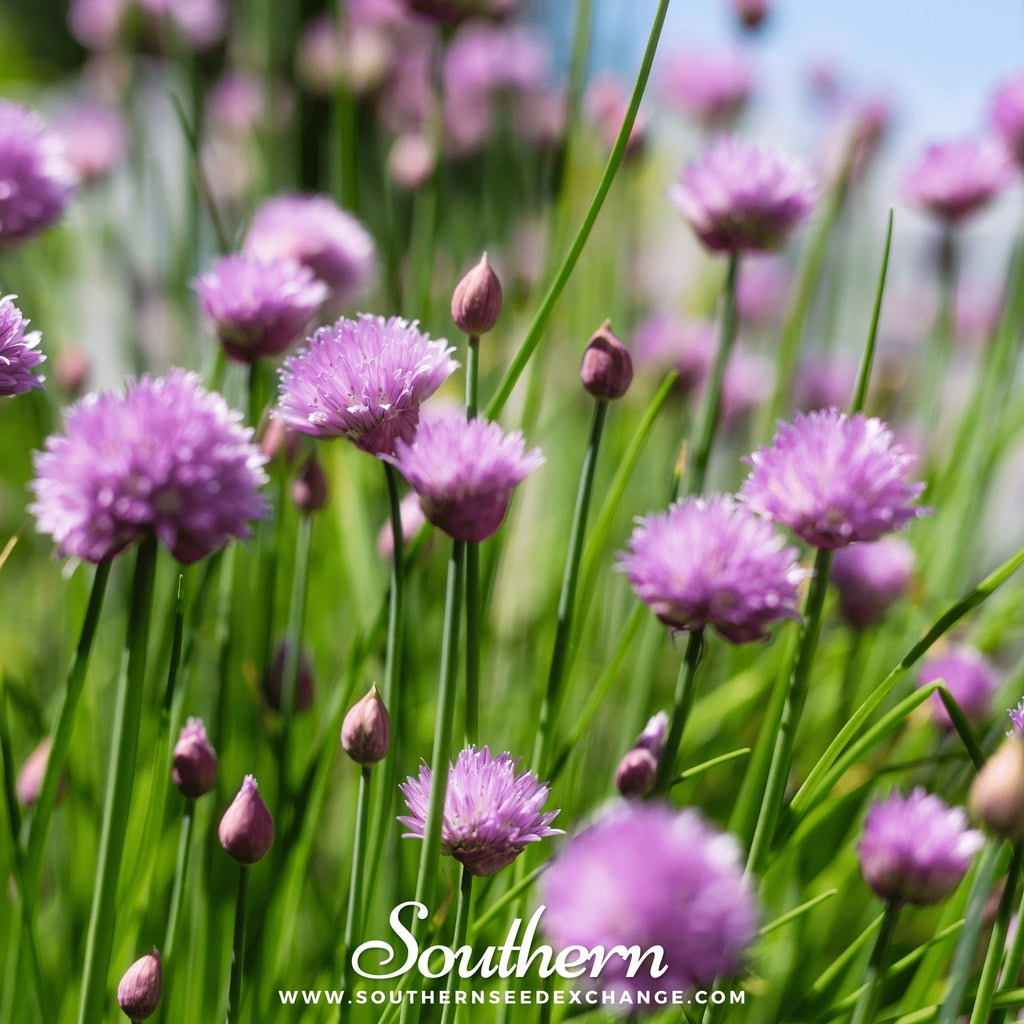 Chives – 100 Seeds