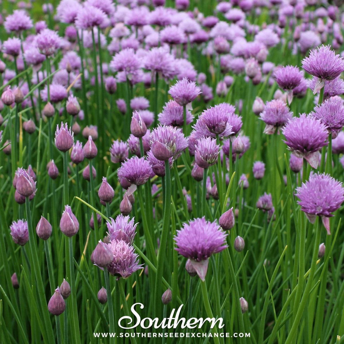 Chives – 100 Seeds