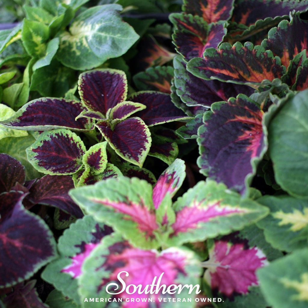 Rainbow Mix Coleus – 250 Seeds