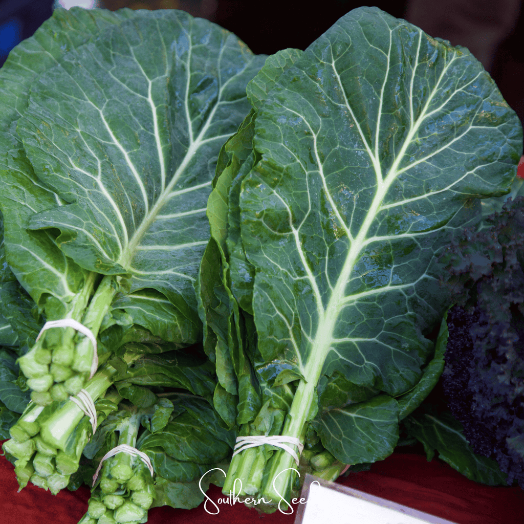 Georgia Collard Greens – 100 Seeds