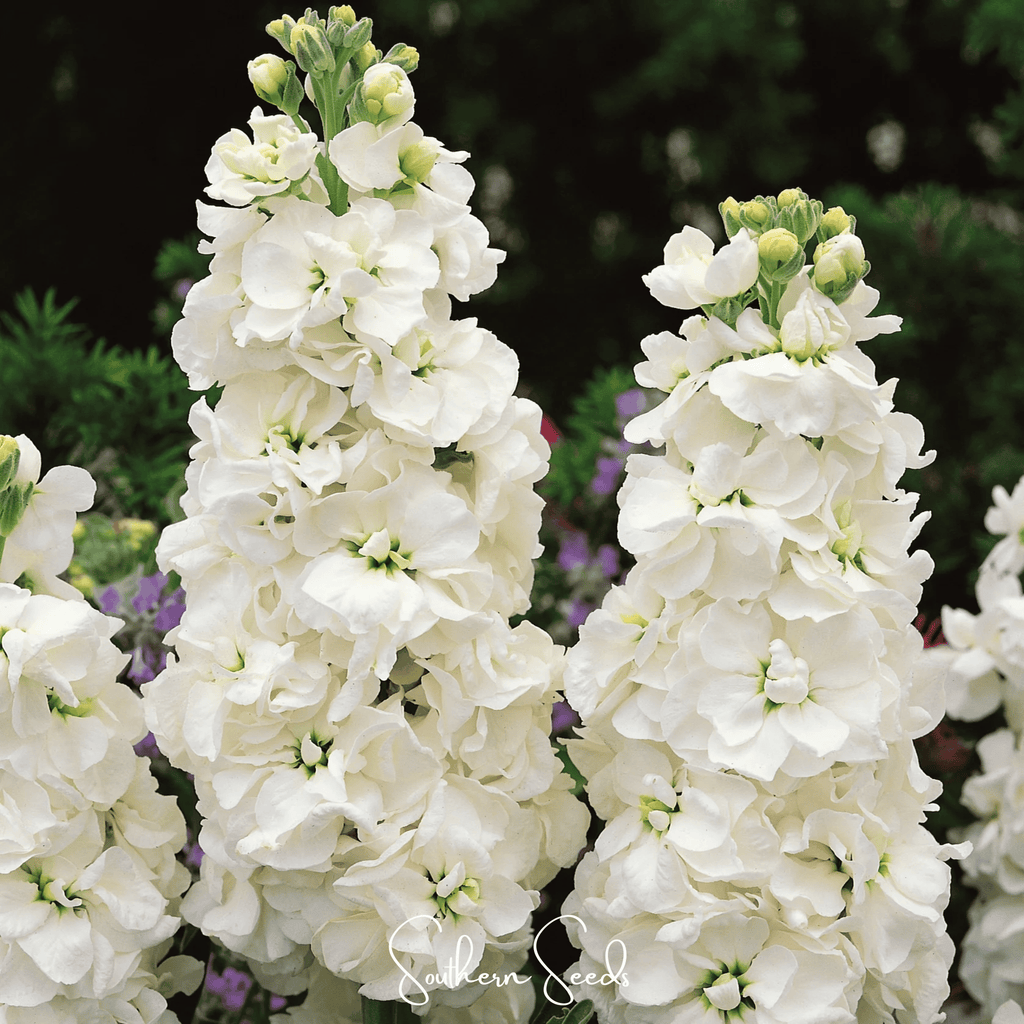White Goddess Column Stock – 50 Seeds