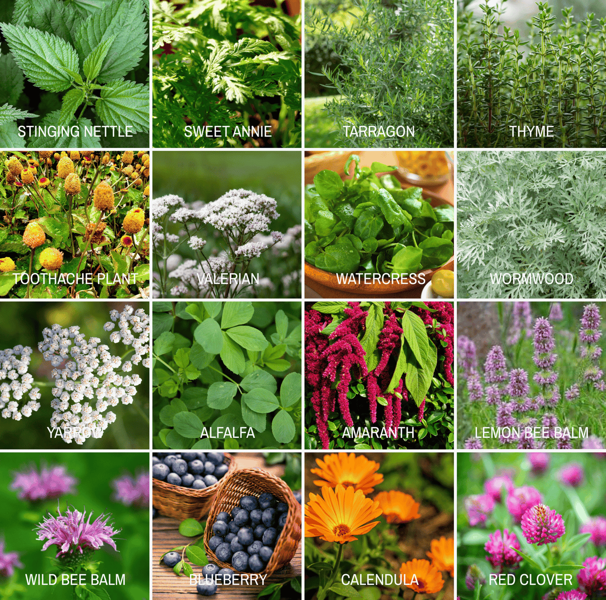 Community Garden Survival Seed Vault – 120 Seed Varieties