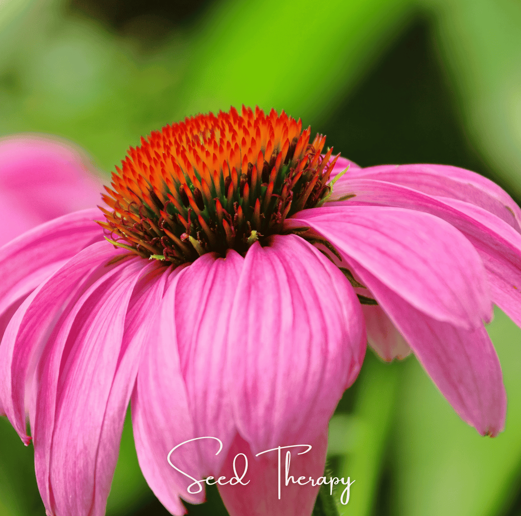 Purple Coneflower (Echinacea) – 100 Seeds
