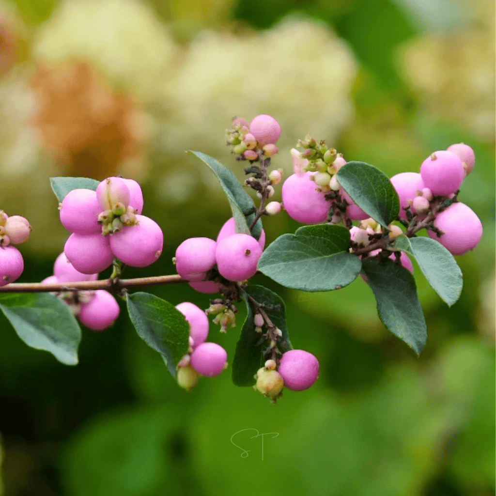 Coralberry – 30 Seeds