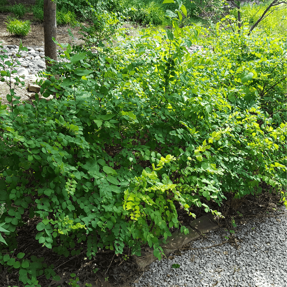 Coralberry – 30 Seeds
