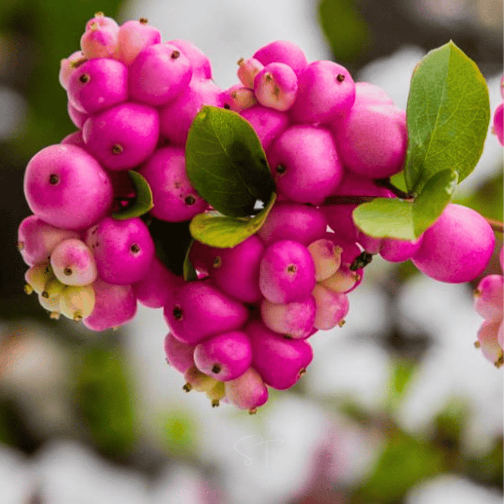 Coralberry – 30 Seeds