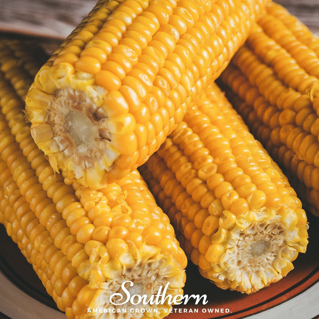 Bodacious Corn – 30 Seeds