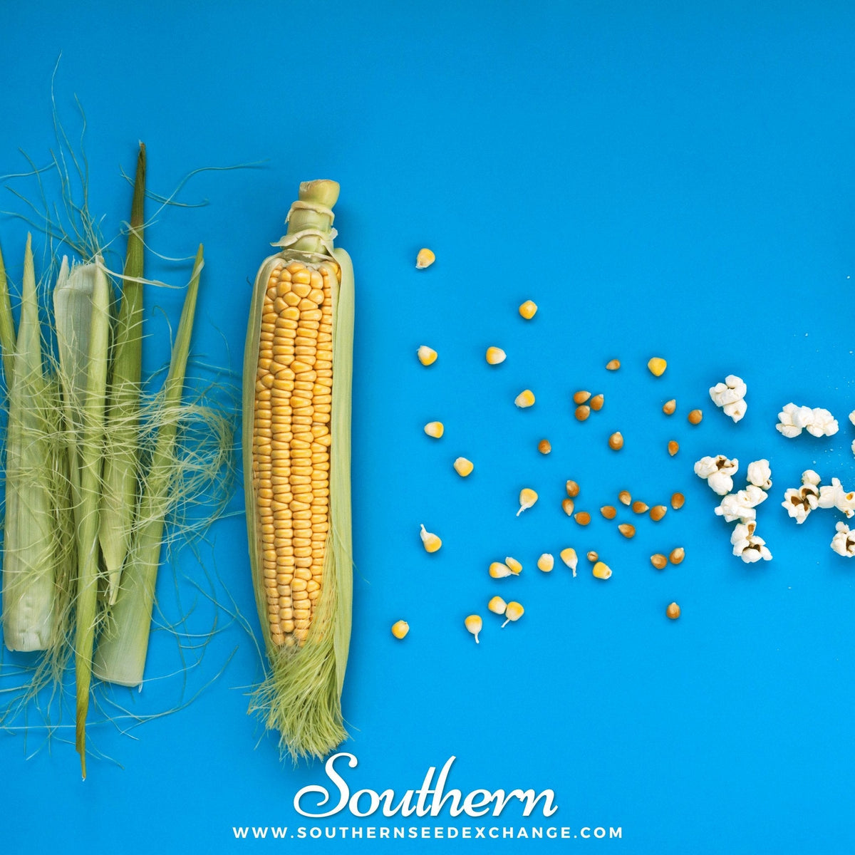 Popcorn Corn – 30 Seeds