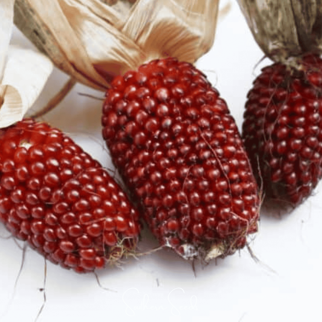 Strawberry Corn – 30 Seeds