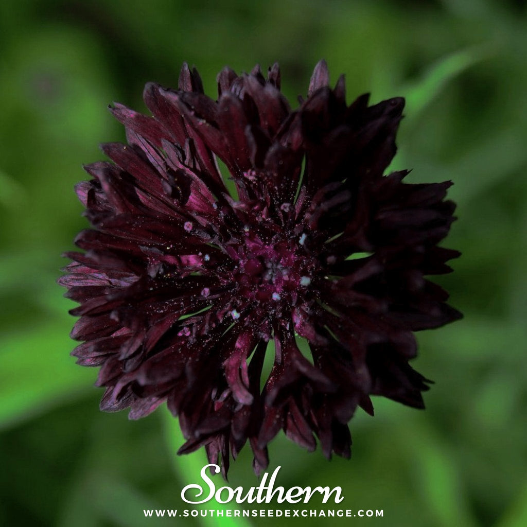 Black Cornflower – 50 Seeds