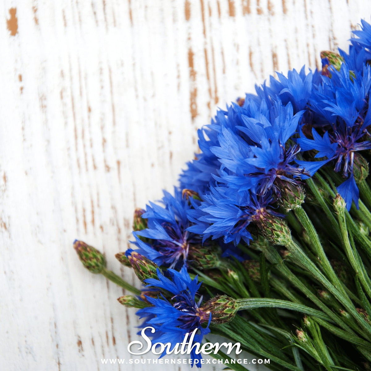 Tall Blue Cornflower – 100 Seeds