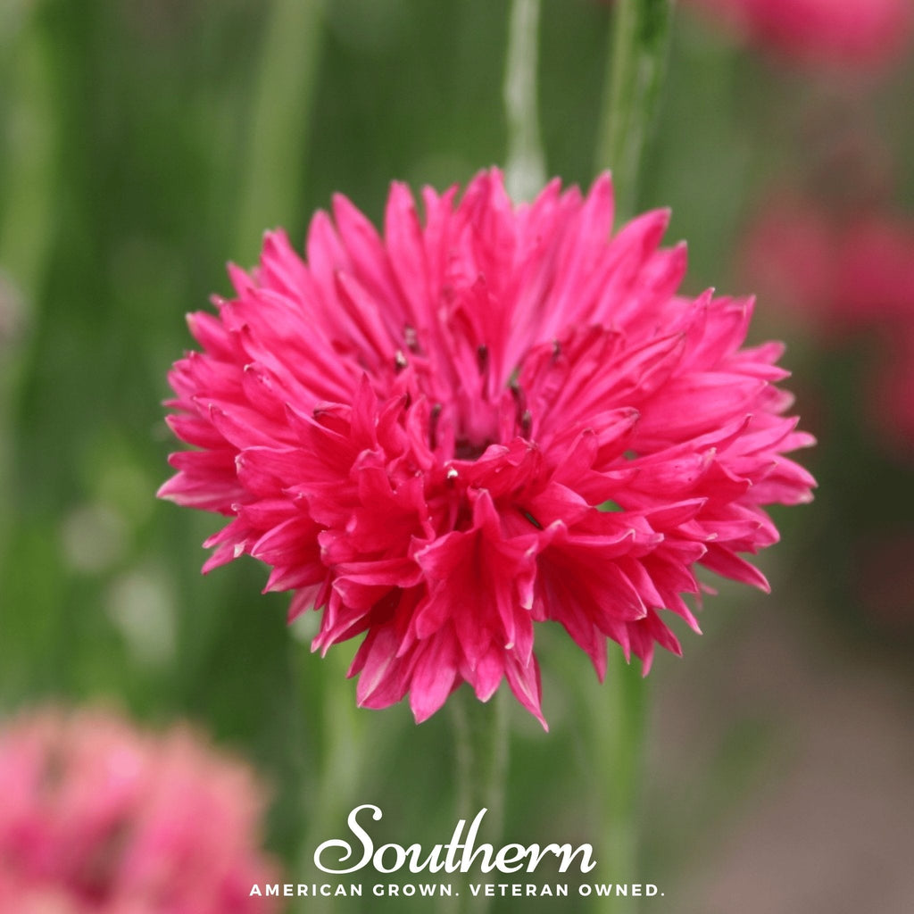 Tall Red Cornflower – 50 Seeds
