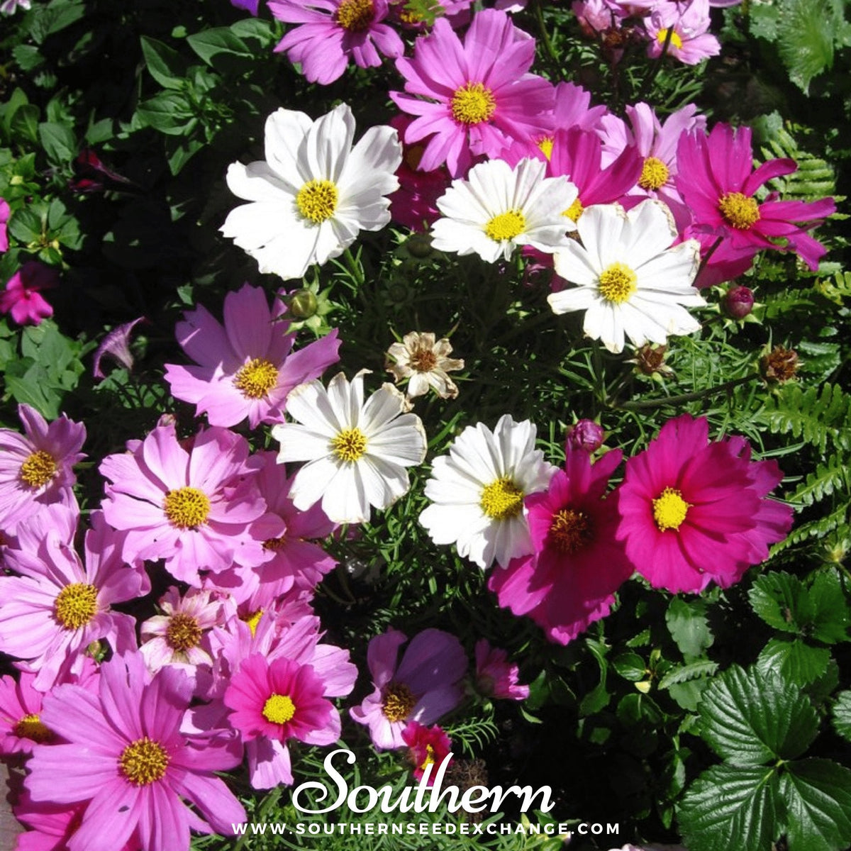 Dwarf Cosmos Mix – 100 Seeds
