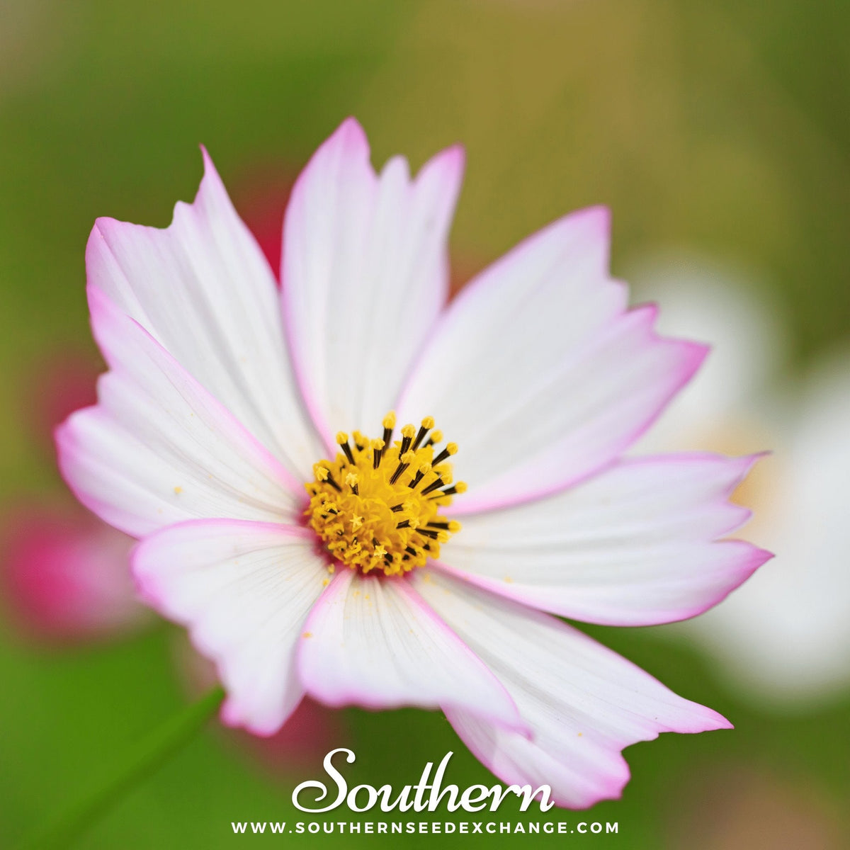 Purity Cosmos – 100 Seeds