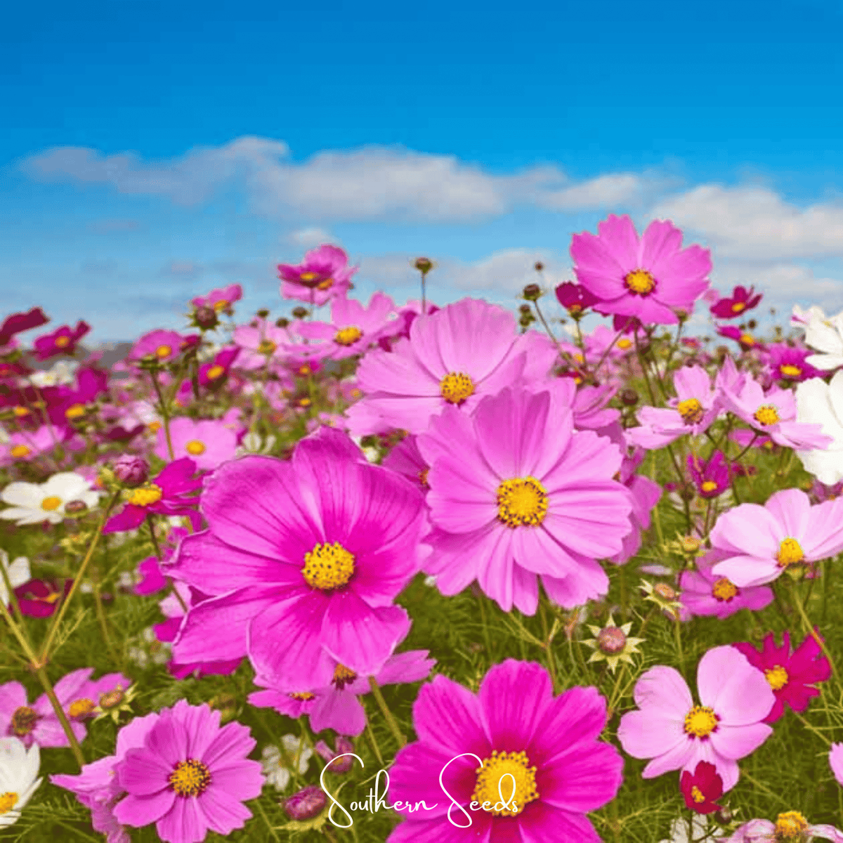 Radiance Cosmos – 100 Seeds