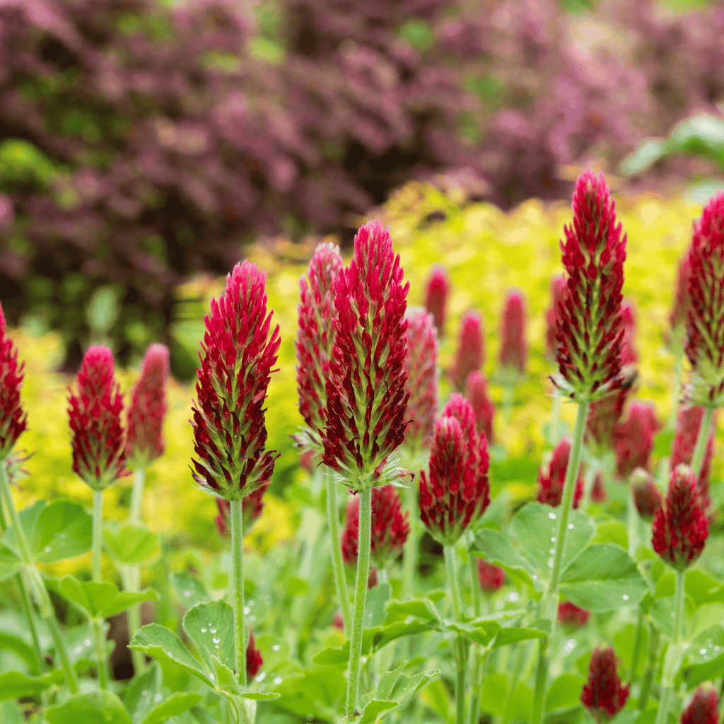 Crimson “Dixie” Clover – 1,000 Seeds