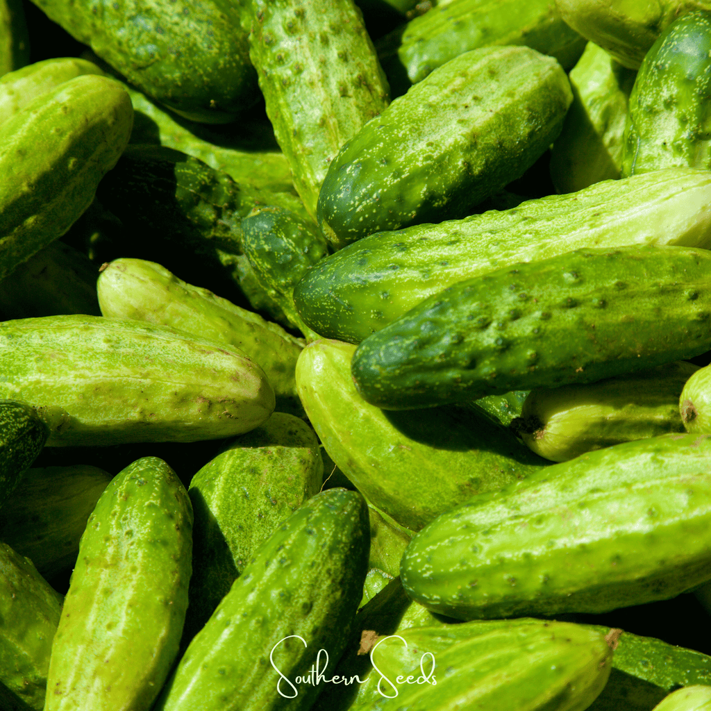 H-19 Little Leaf Cucumber – 30 Seeds