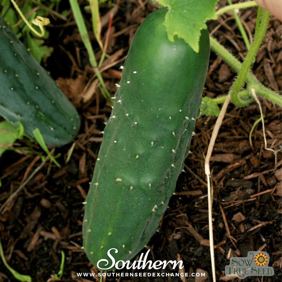 Marketmore 76 Cucumber – 30 Seeds