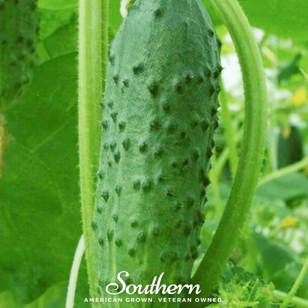 Pioneer Cucumber – 30 Seeds