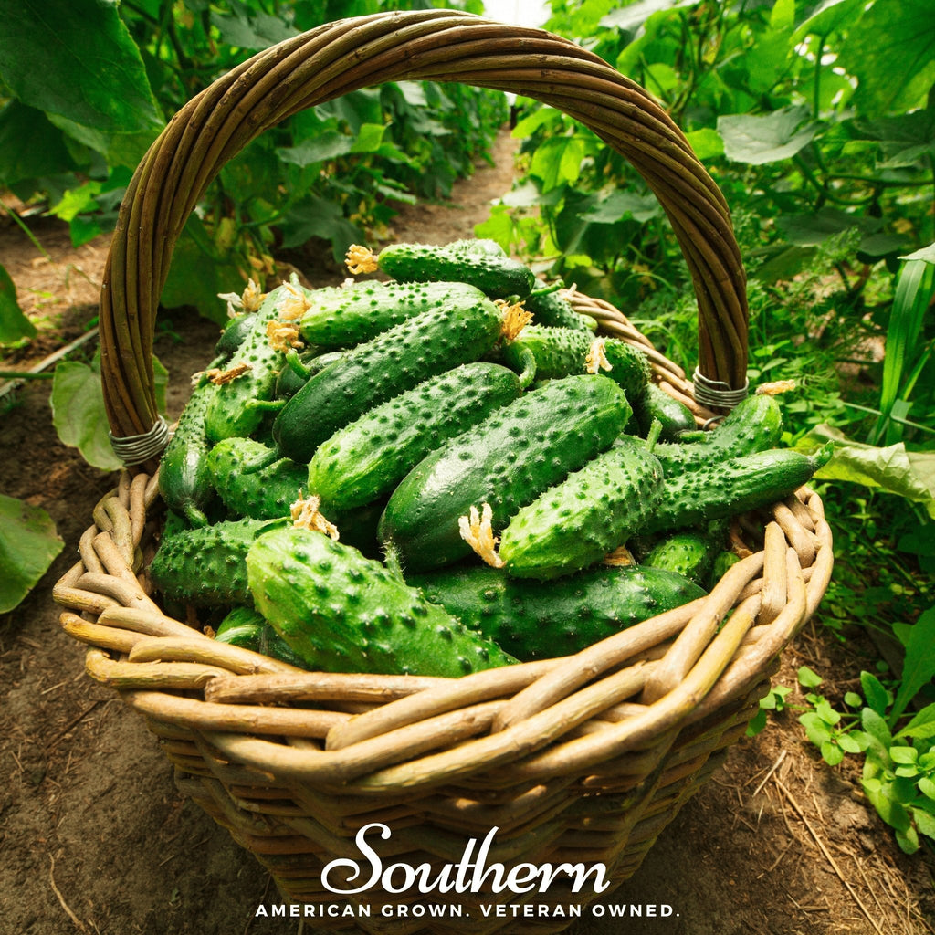 Pioneer Cucumber – 30 Seeds