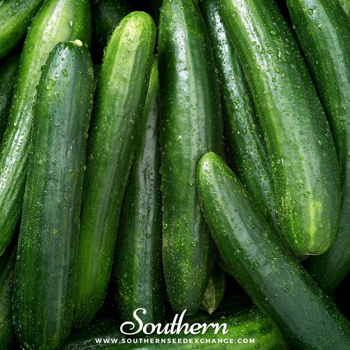 Straight 8 Cucumber – 30 Seeds
