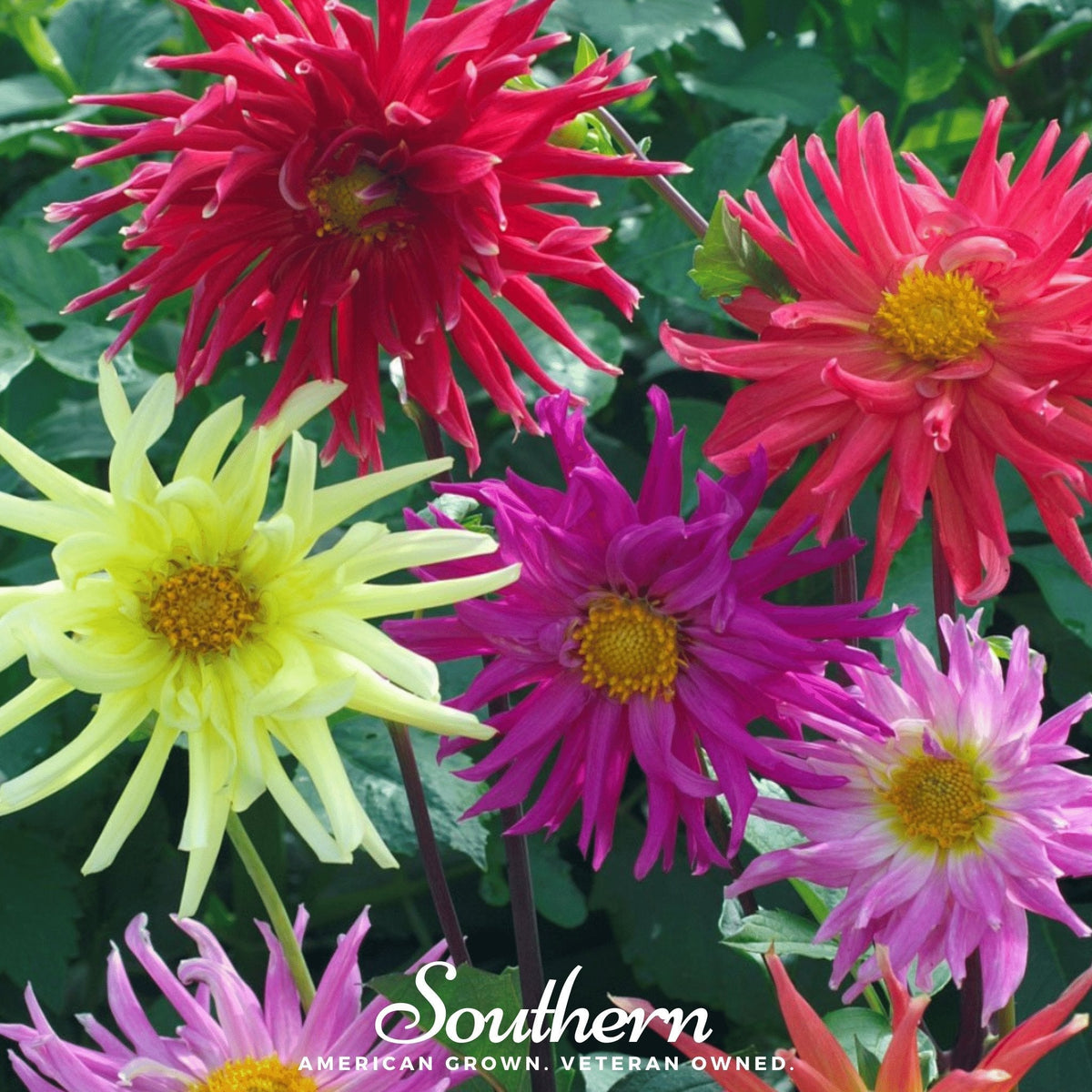 Cactus Dahlia Mix – 25 Seeds