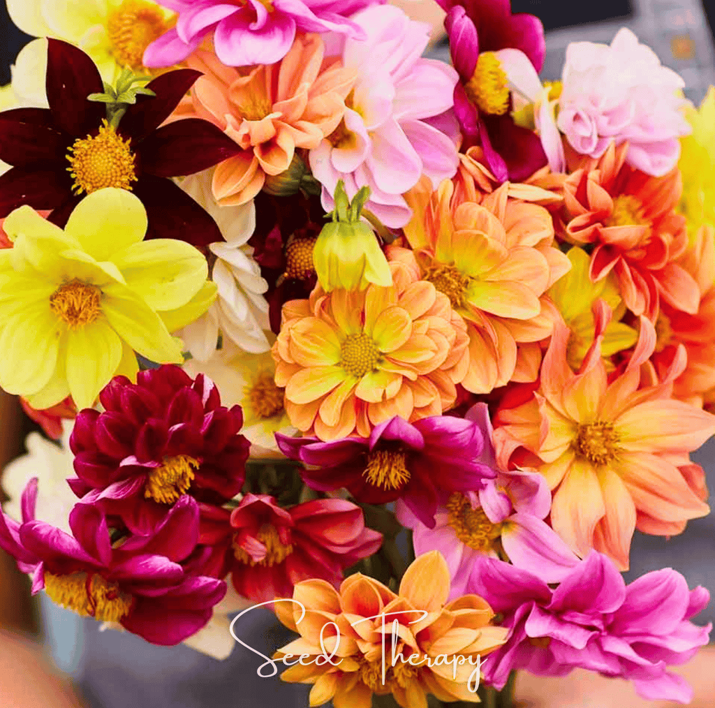 Early Bird Dahlia – 25 Seeds