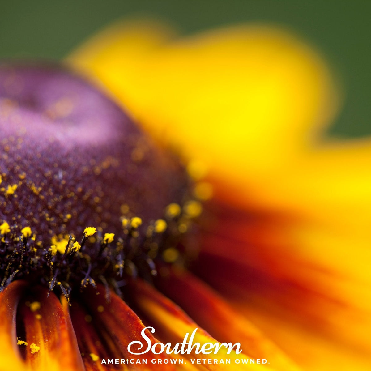 Gloriosa Daisy – 100 Seeds