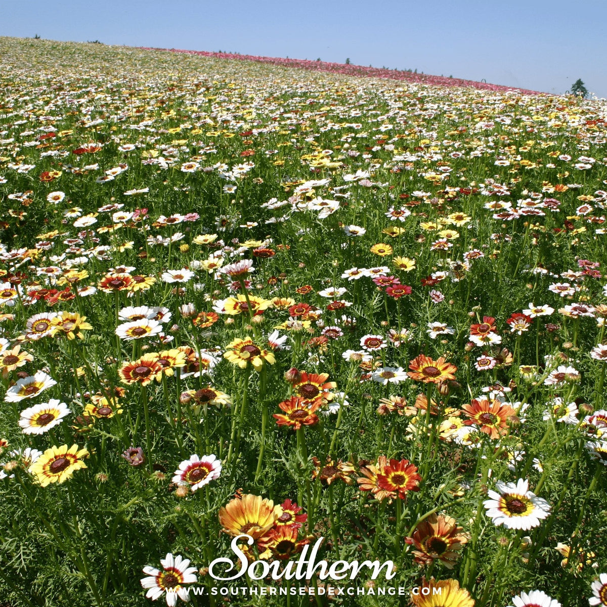 Painted Daisy – 100 Seeds