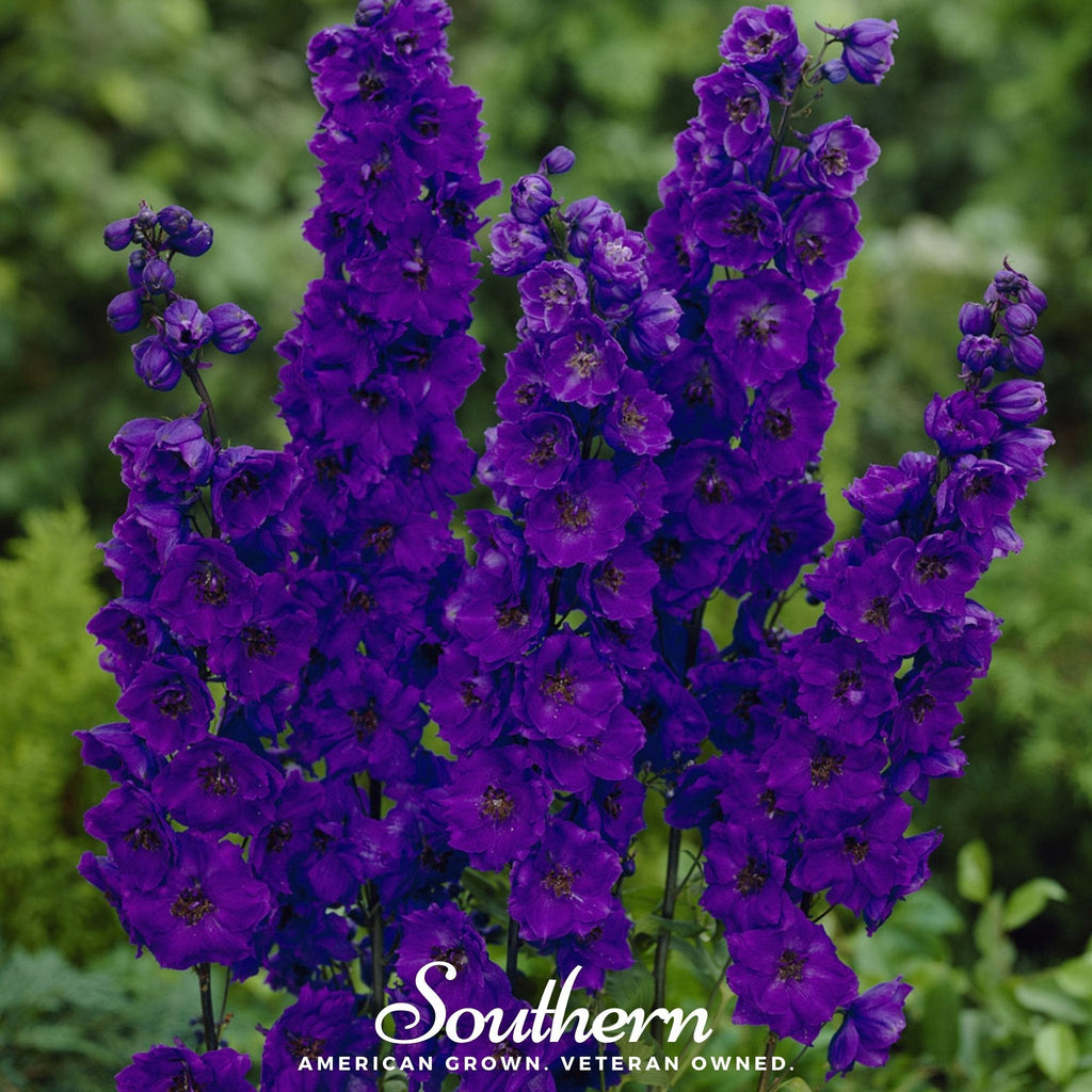 Black Knight Delphinium – 25 Seeds