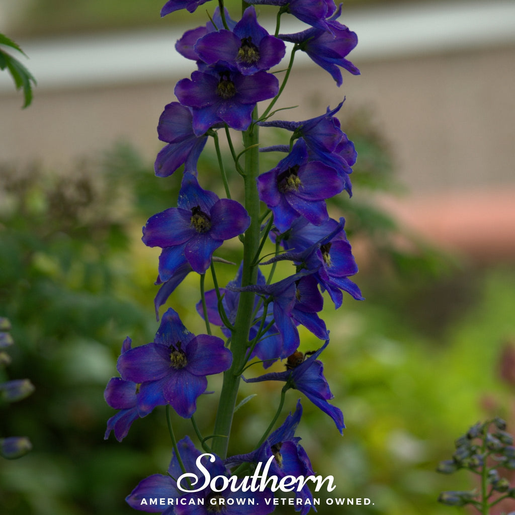 Black Knight Delphinium – 25 Seeds