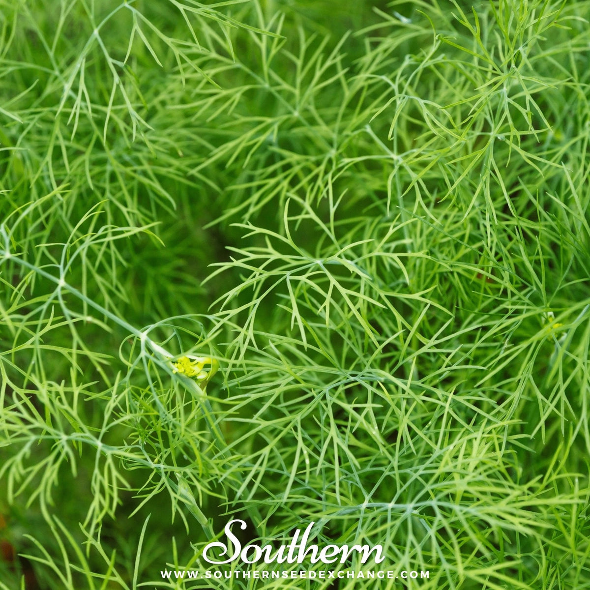 Bouquet Dill – 100 Seeds