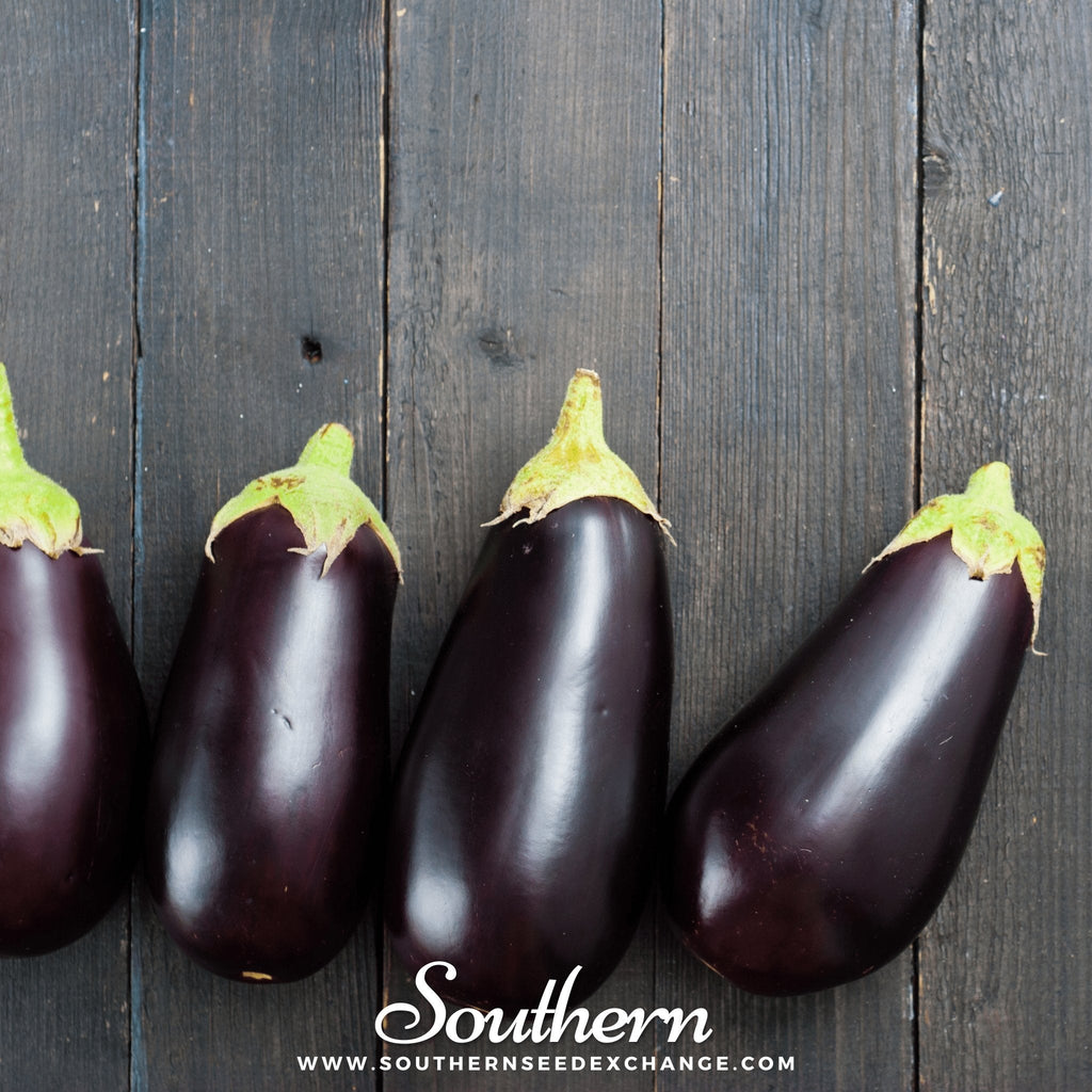 Black Beauty Eggplant – 50 Seeds
