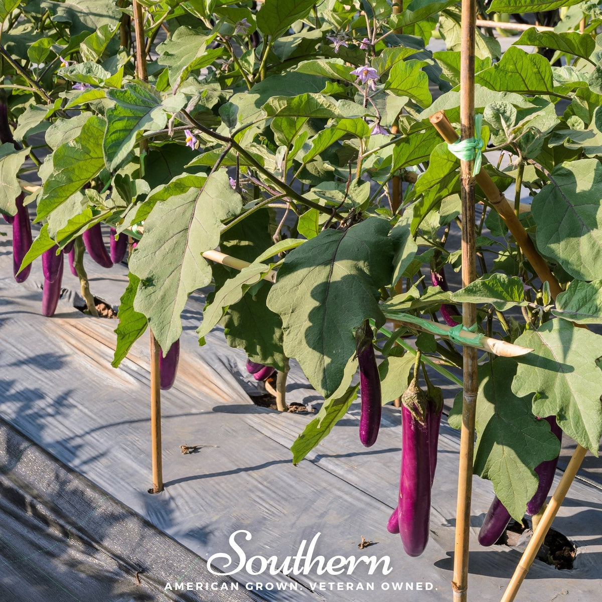Long Purple Eggplant – 50 Seeds