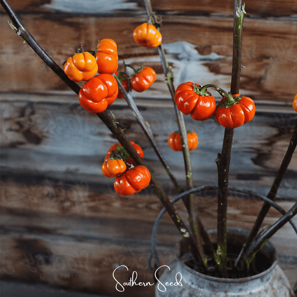 Pumpkin On A Stick Eggplant – 15 Seeds