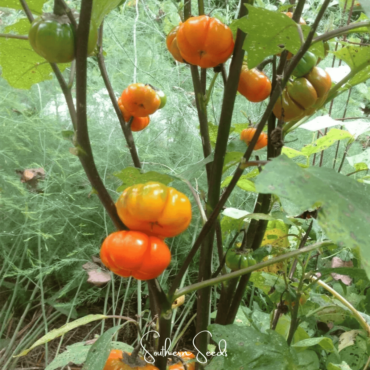 Pumpkin On A Stick Eggplant – 15 Seeds